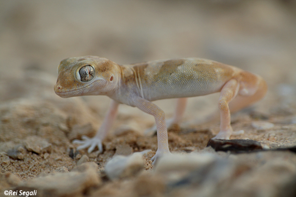  ישימונית מצויה Lichtensteins Short-fingered Gecko                                  Stenodactylus sthnodactylus  נחל גידרון מרץ 2007 